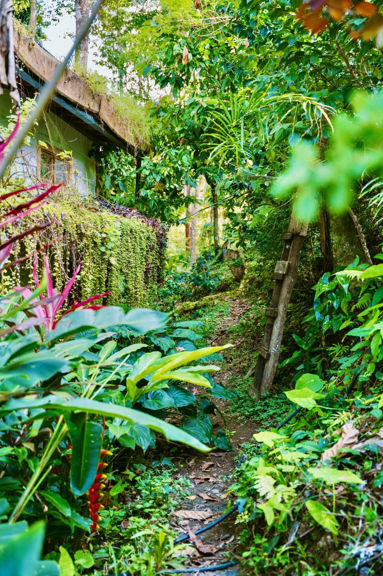 Villa Jungle Spirit Treehouse Cahuita Exterior foto